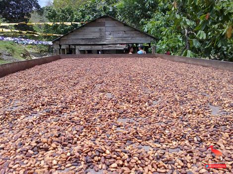 Cacao Yaguaraparo